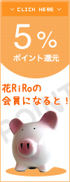 ��RiRo�ݥ����