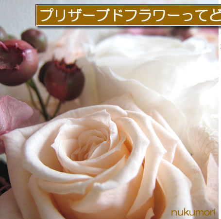 �ֲ� �ե����ե� ���۲ֲ����� �̤���� �ץꥶ���֥ɥե�